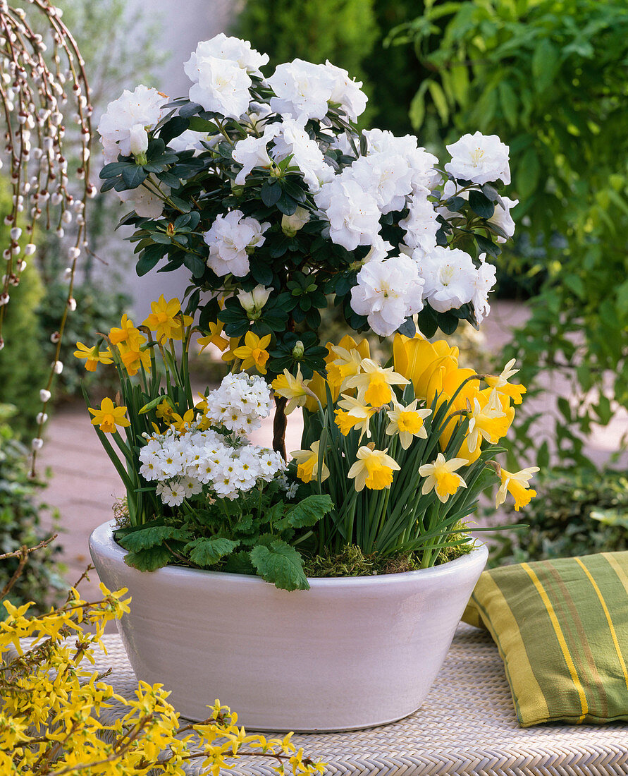 Rhododendron simsii (room azalee), stemmed, white filled