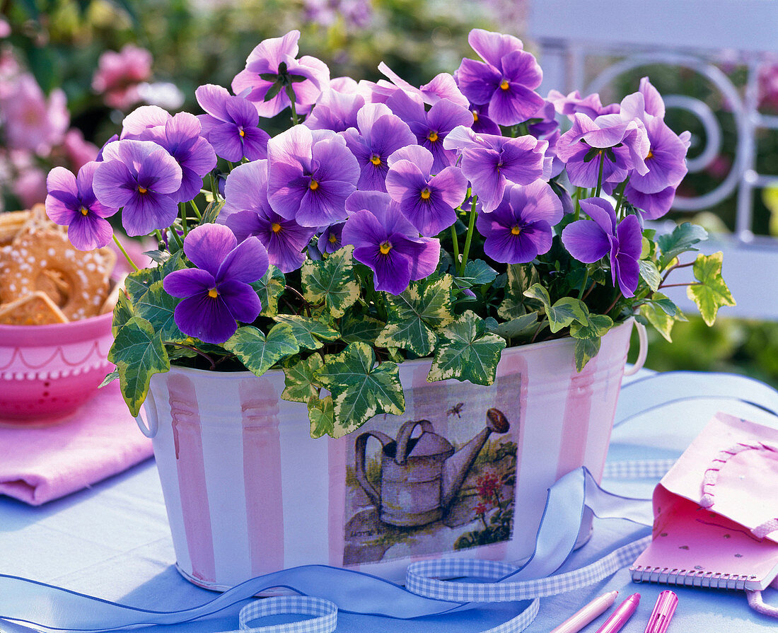 Viola wittrockiana Bingo 'Clear Azure' (pansies)