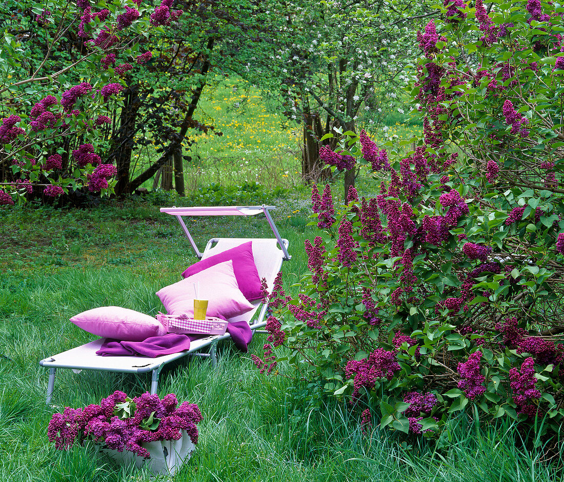 Pink couch with sunshade on the lawn between flowering Syringa (lilacs)