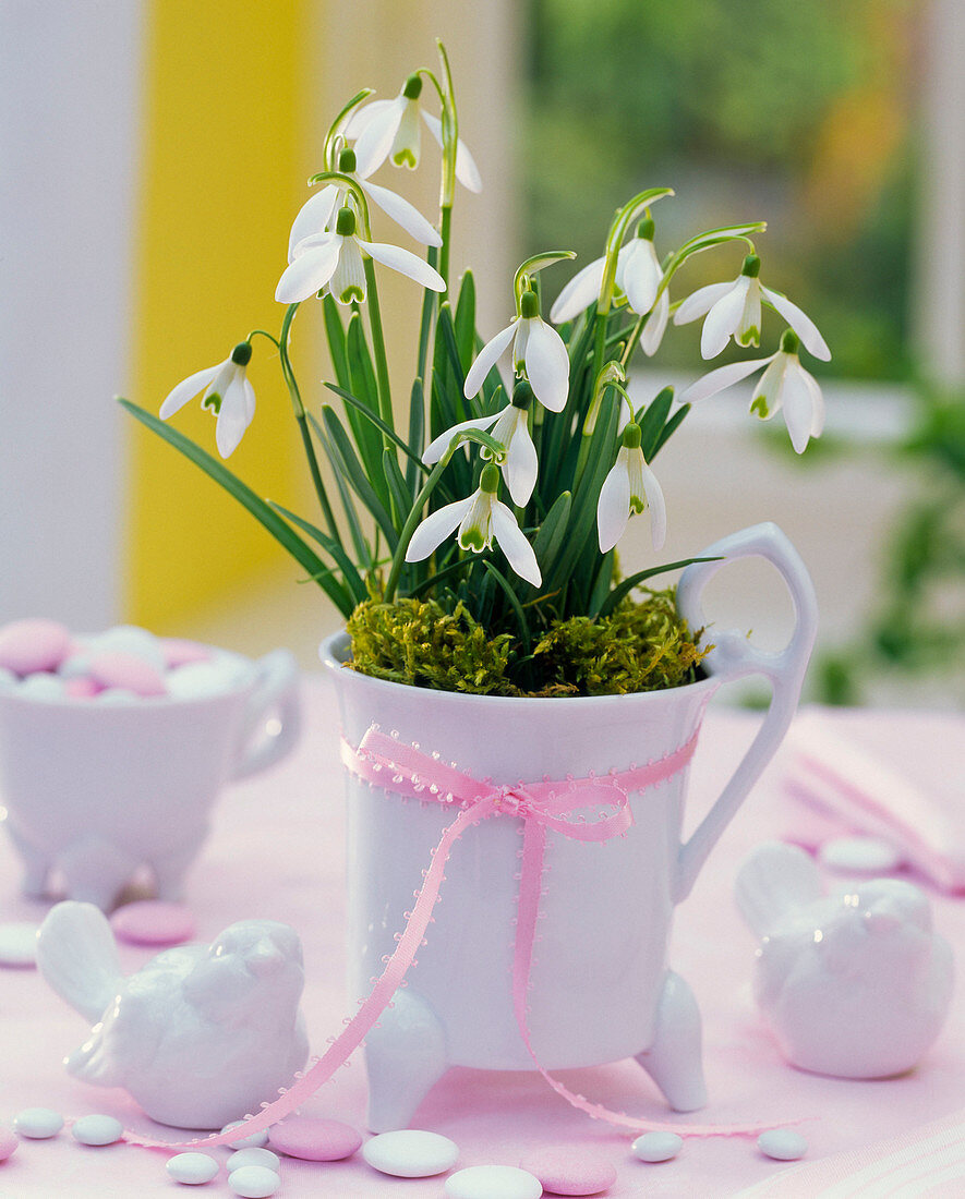 Galanthus nivalis (snowdrop) in a white cup with feet on the table