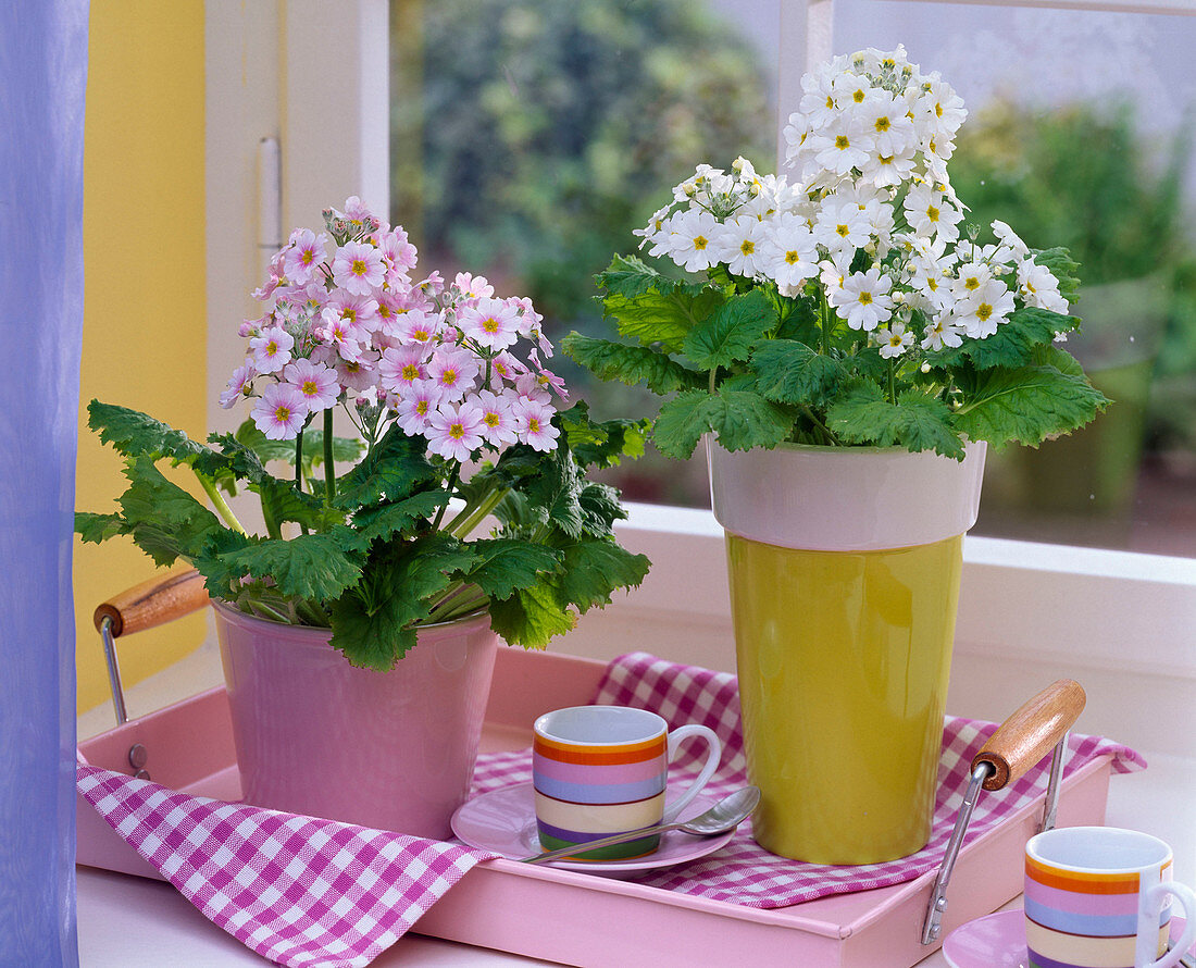 Primula malacoides (Lilac primrose) on a pink tray