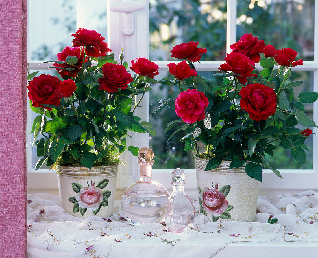Rosa (Topfrosen, rot) in geblümten Übertöpfen am Fenster