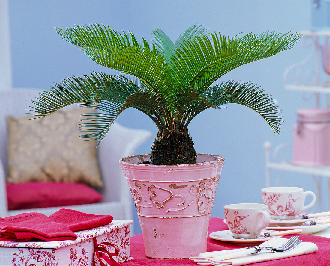 Cycas revoluta (Sago palm fern) in pink relief planter on the table