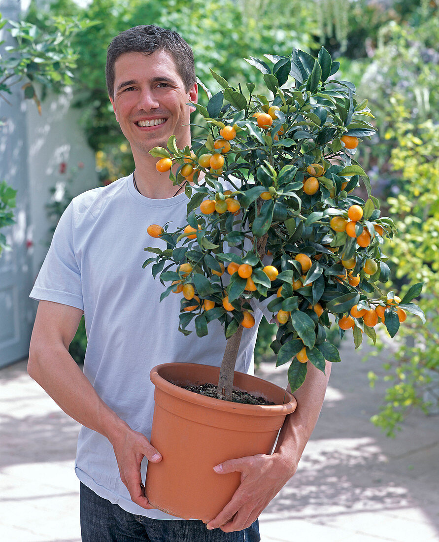 Junger Mann mit Fortunella japonica (Kumquat)