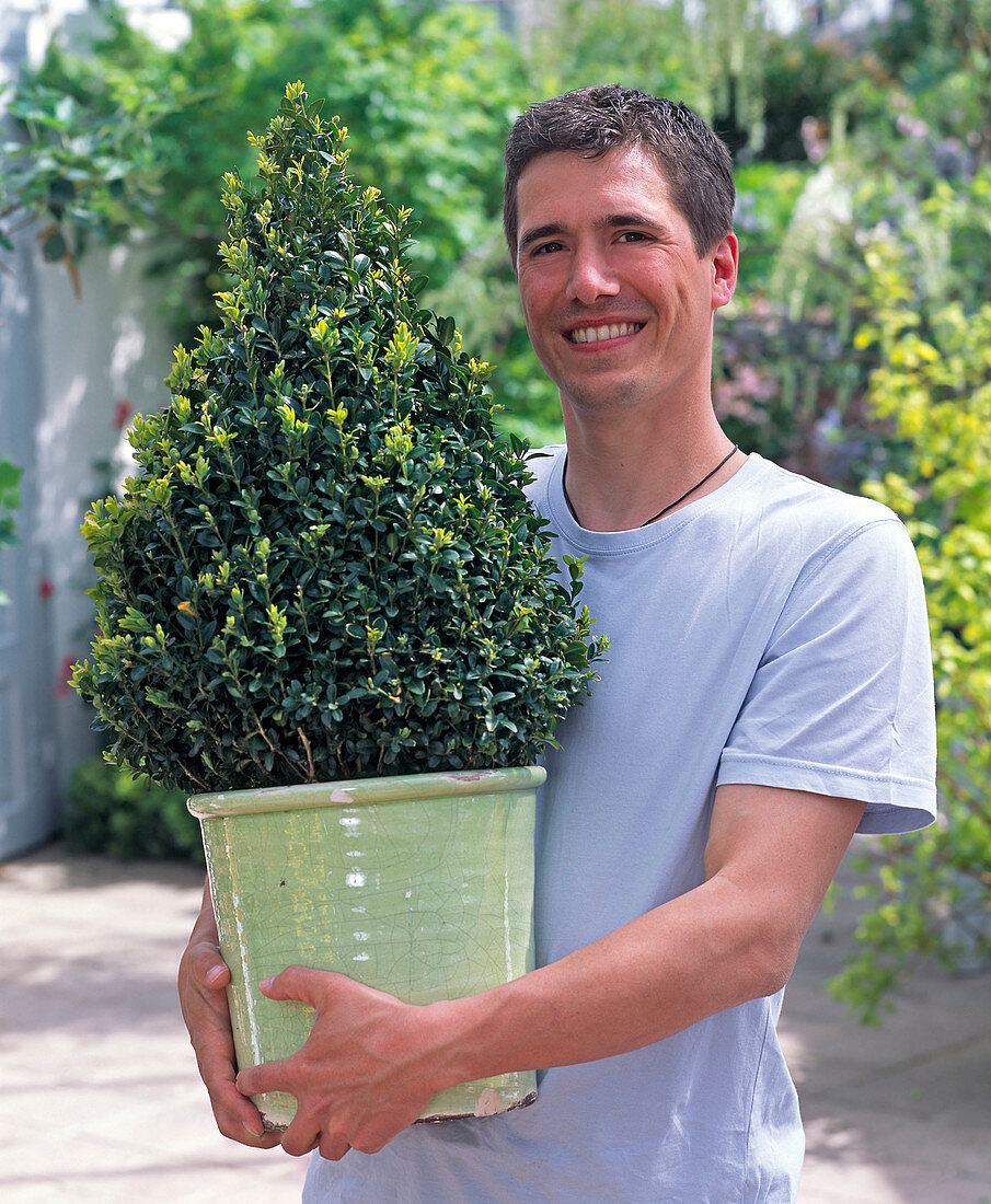 Junger Mann mit Buxus (Buchspyramide)