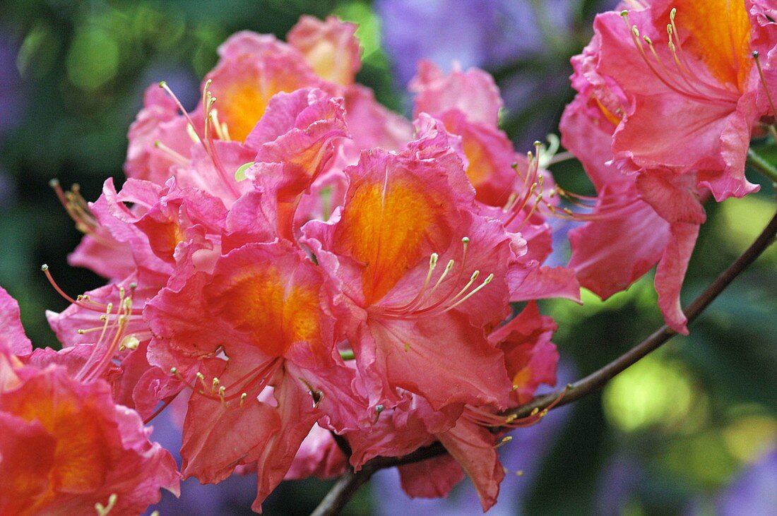 Blüten von Rhododendron-Hybride 'Juanita'