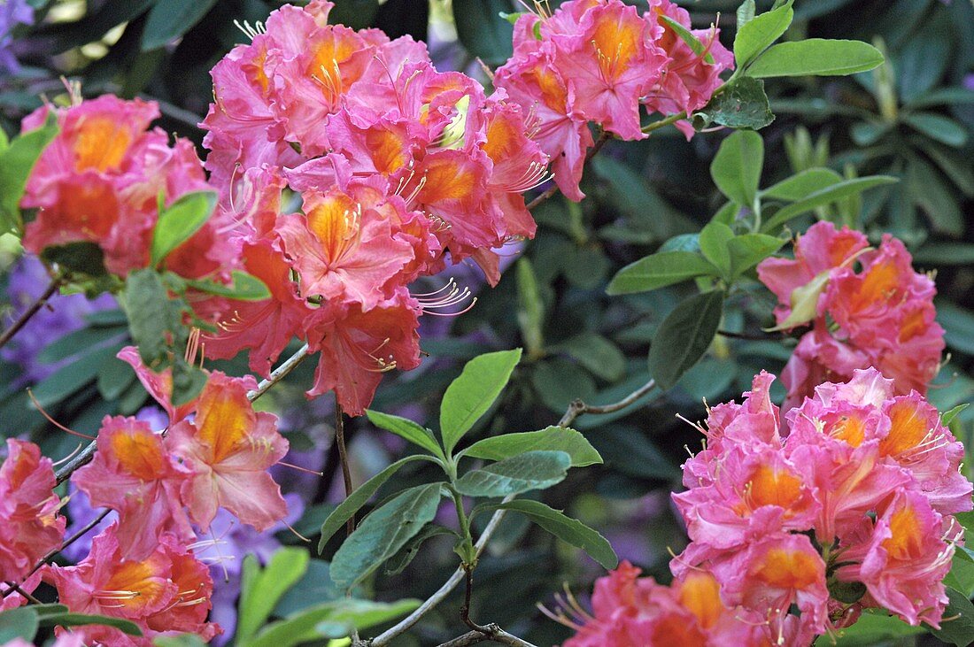 Rhododendron-Hybride 'Juanita'