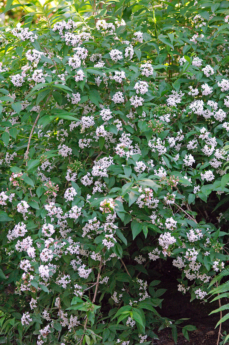 Abelia mosanensis (Abelie), Heimat Korea