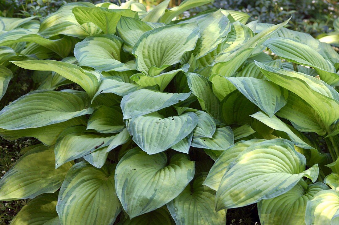 Hosta fortunei 'Gold Standard' (Funkie)