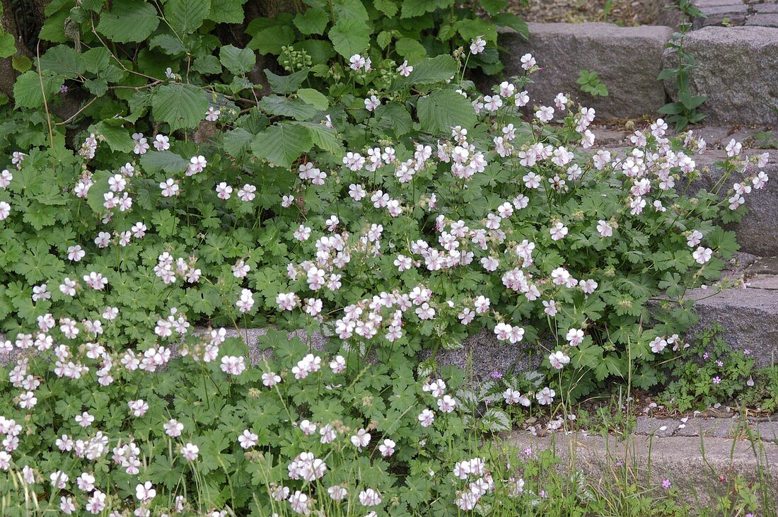 Geranium x cantabrigiense (Cranesbill) next to a staircase