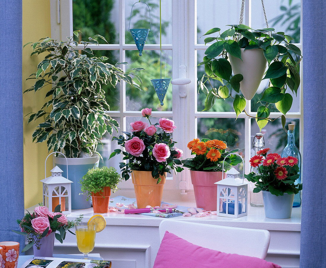 Seasonal window in summer