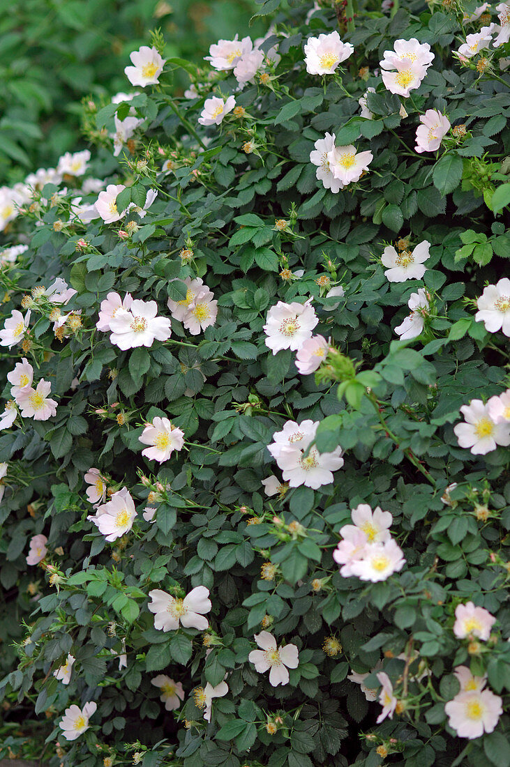 Rosa canina (Dog rose)