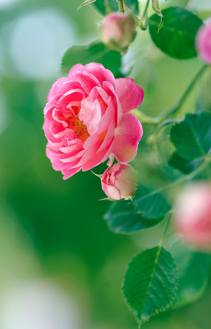 Flowers of Rosa 'Charmant' (rose), dwarf rose, slightly fragrant, healthy, robust