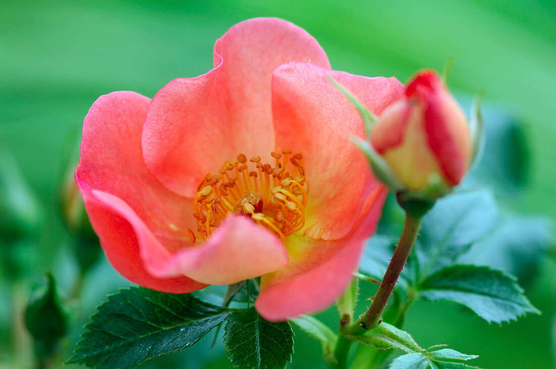 Rosa 'Coco' (Zwergrose), öfterblühend