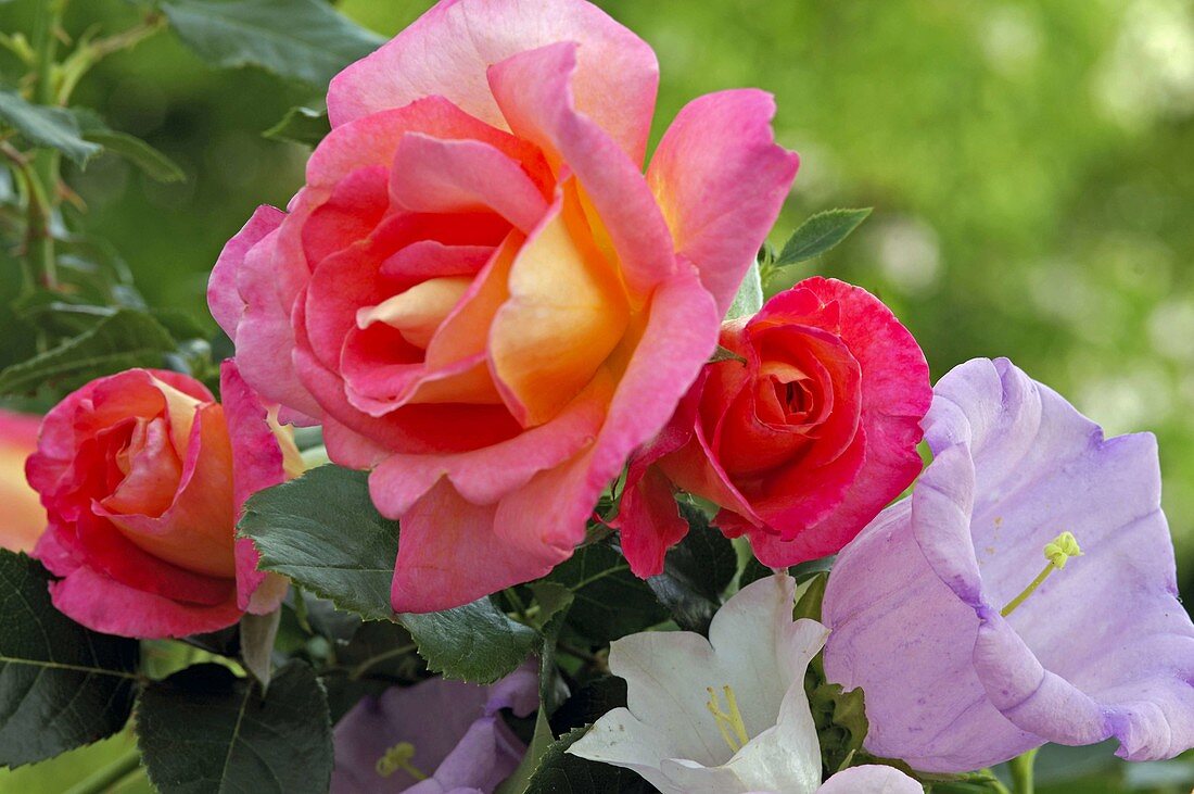 Rosa 'Inspiration' (noble rose), Campanula (bellflower)