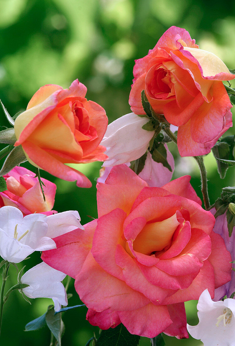 Rosa 'Inspiration' (Edelrose), öfterblühend, gut geeignet für kleine Gärten