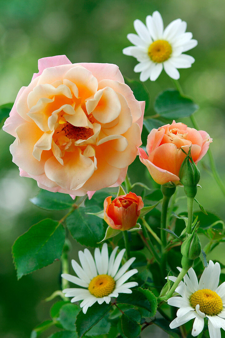 Rosa 'Cubana' (Bodendeckerrose), apricot, öfterblühend, leichter Duft,