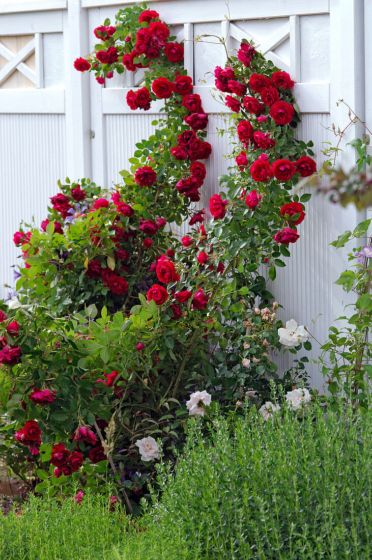 Rosa 'Gruß an Heidelberg', often flowering, up to about 2 meters high