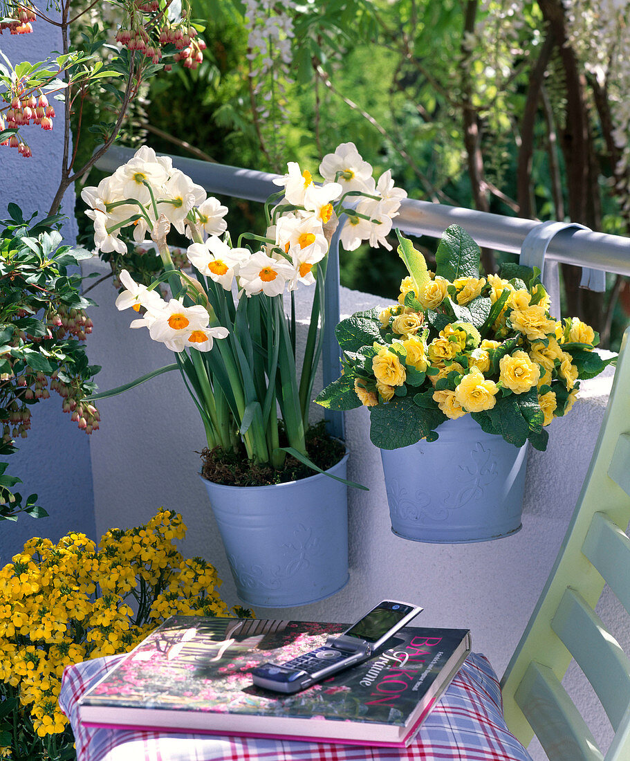 Narcissus 'Geranium', Primula Belarina 'Butter Yellow'