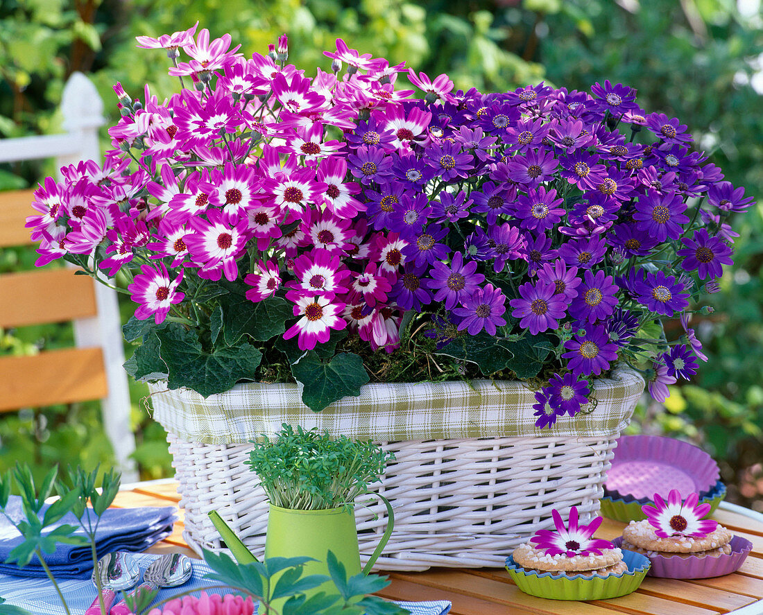 Senecio cruentus senetti 'Magenta Bicoclor', 'Deep Blue'