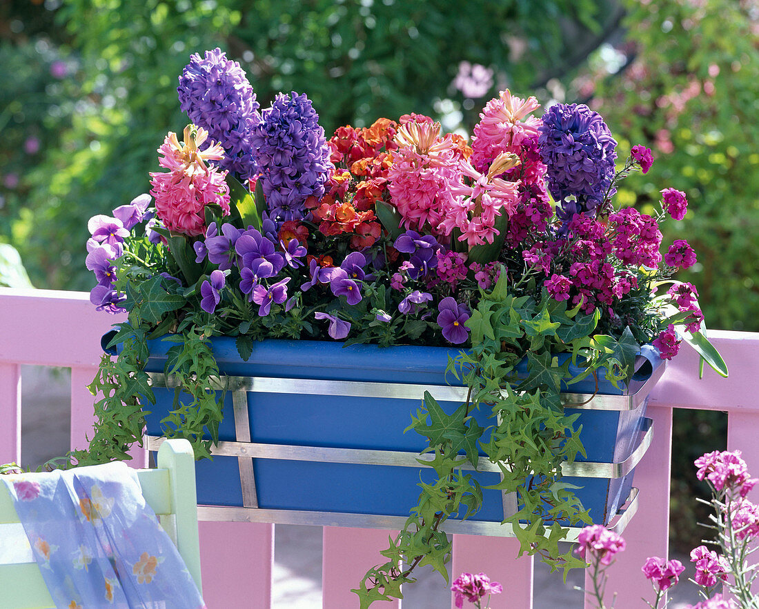 Hyacinthus (hyacinth), Erysimum (gold lacquer), Viola Bingo