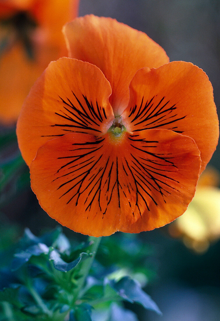 Viola wittrockiana 'Cats Orange' (Stiefmütterchen)