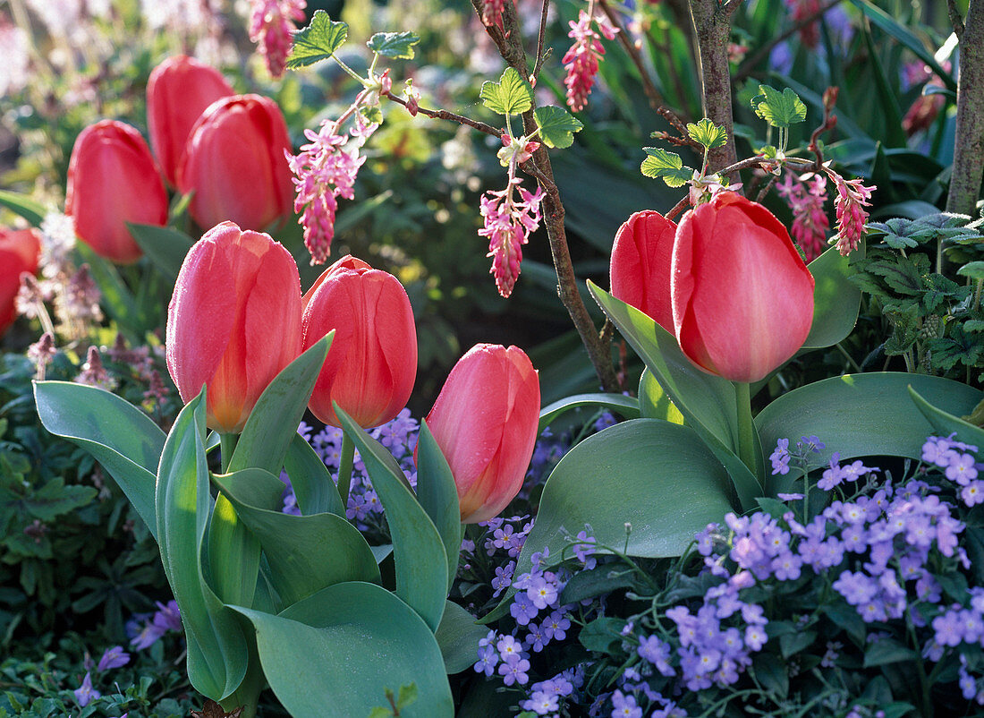 Tulipa 'Pink Impression' (Darwin tulip)