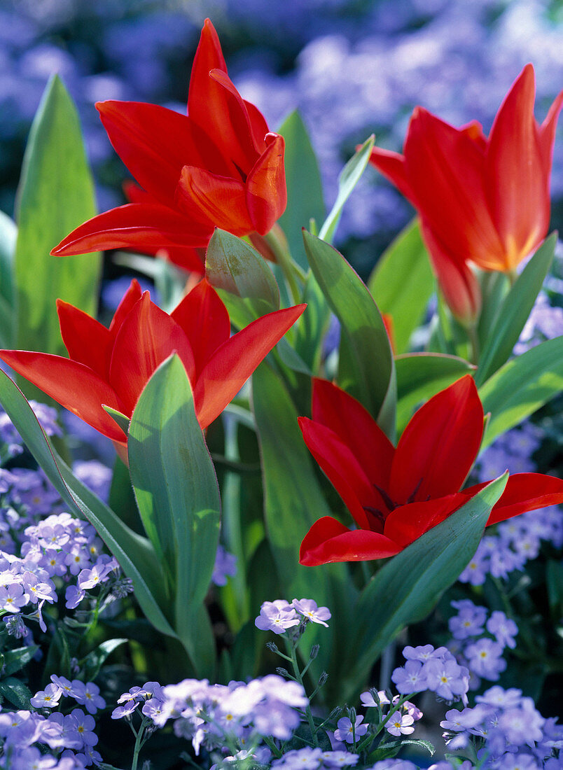 Tulipa batalinii (Wildtulpe)