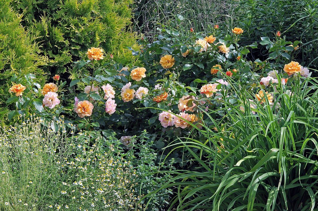 Bed with Rosa 'Tequila' (bedding rose), repeat flowering, no fragrance