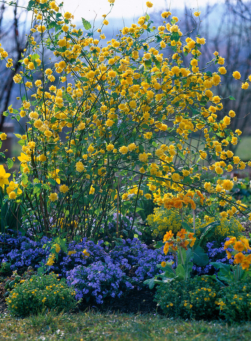 Kerria japonica 'Pleniflora' (Ranunculus Shrub)