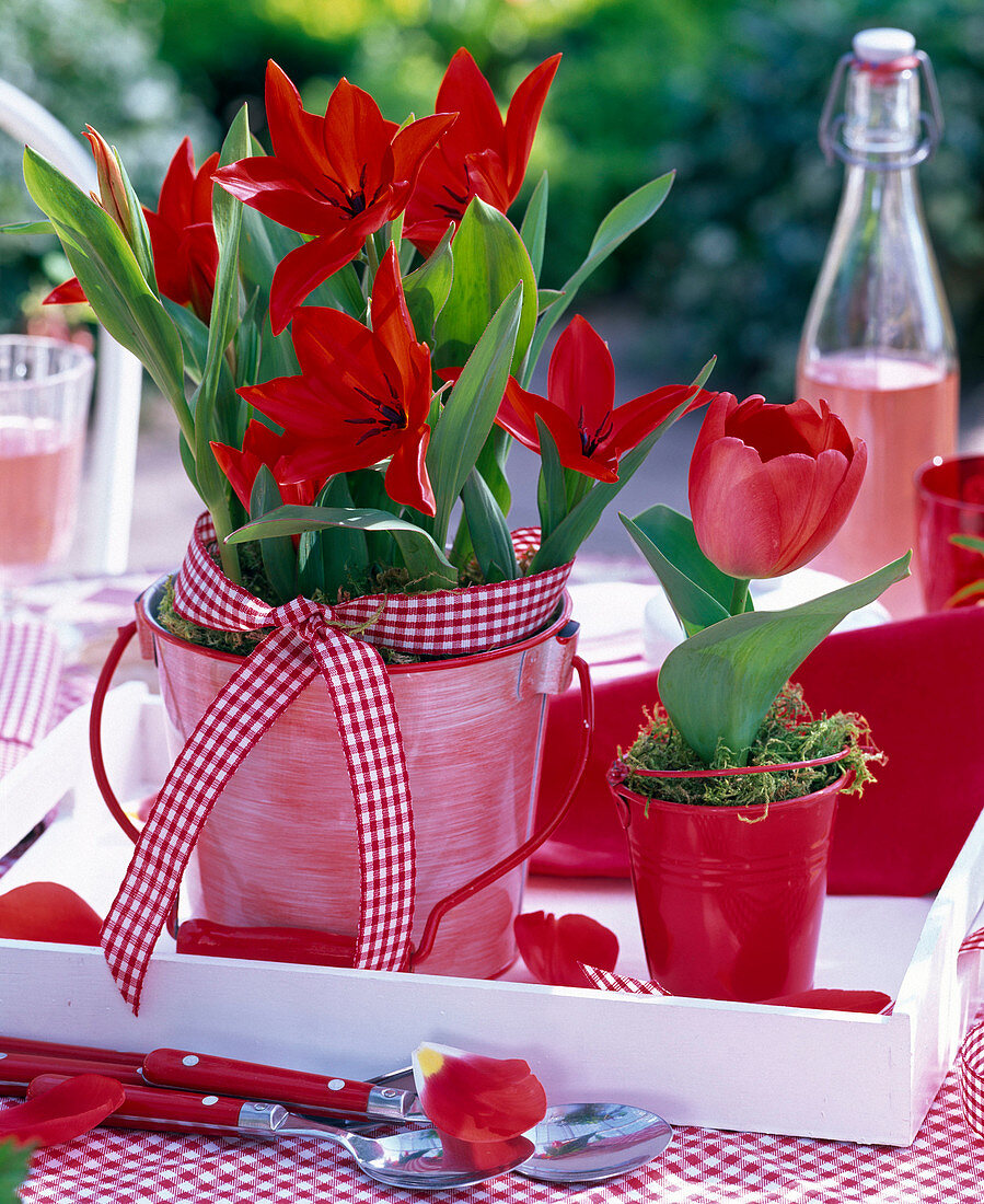 Tulipa (tulips) in small metal buckets