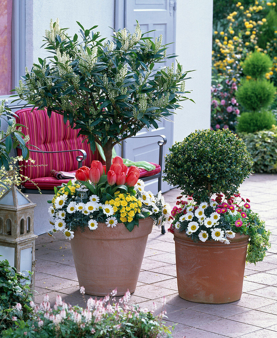 Unterpflanzte Stämmchen: Prunus laurocerasus (Kirschlorbeer), Buxus