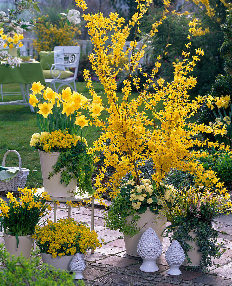 Gelbe Terrasse mit Forsythia (Goldglöckchen), Narcissus (Narzissen)