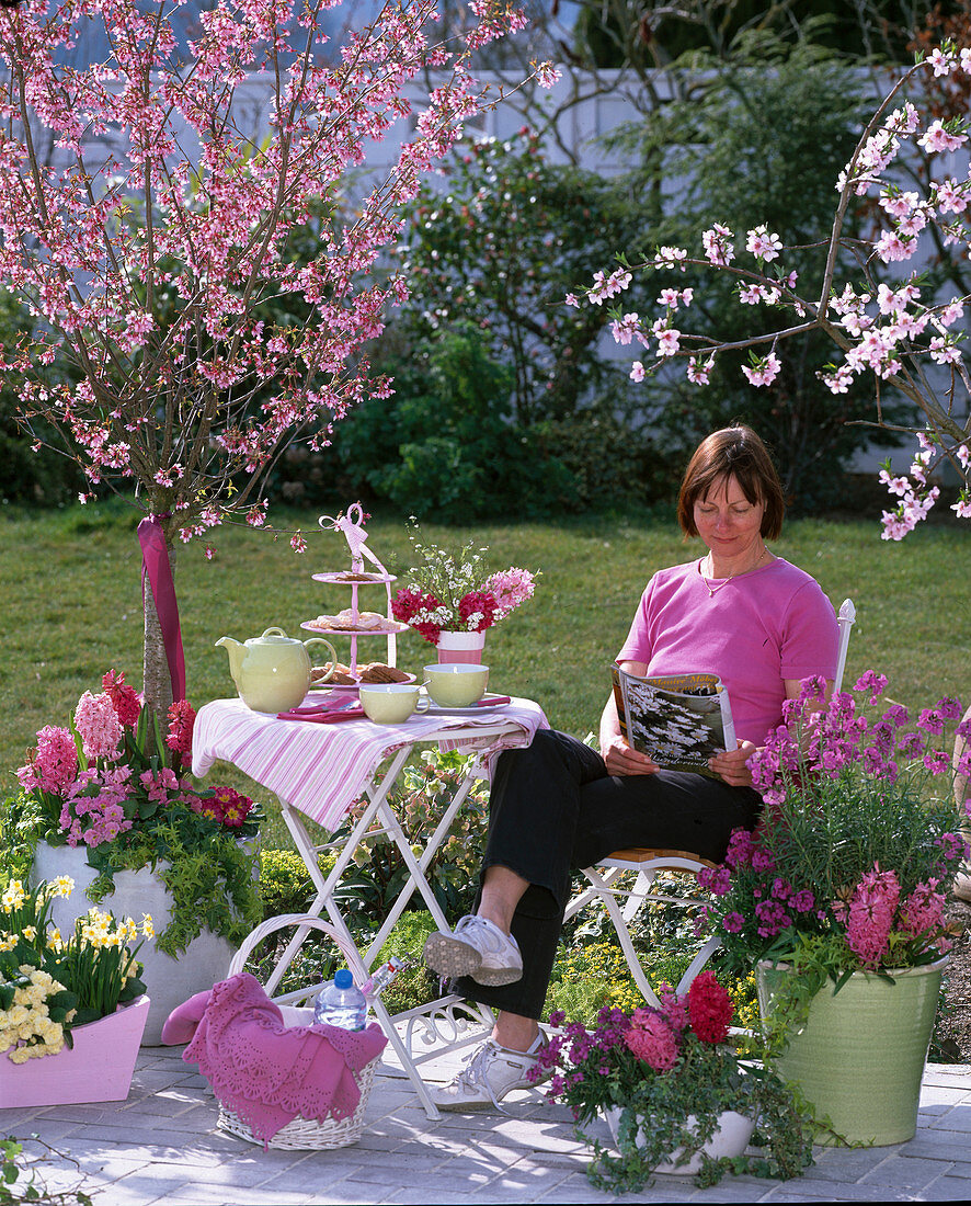 Frau sitzt auf Duftterrasse: Prunus 'Ruby' (rosa Kurilenkirsche)