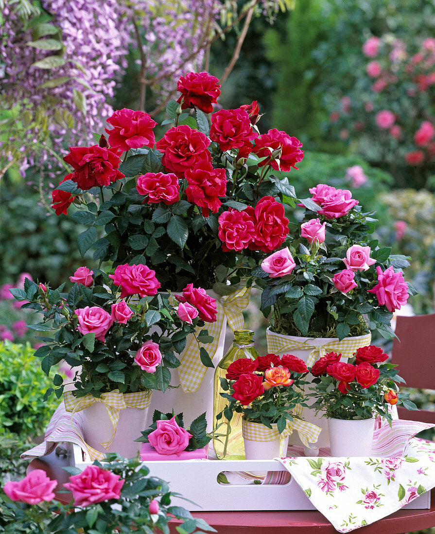 Rosa (Topfrosen), rot und pink in Keramikübertöpfen