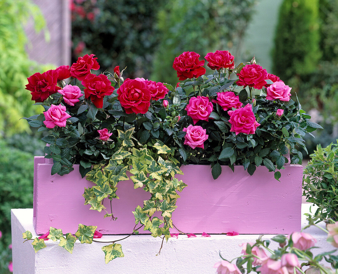 Pink (potted roses), red and pink, Hedera (ivy)