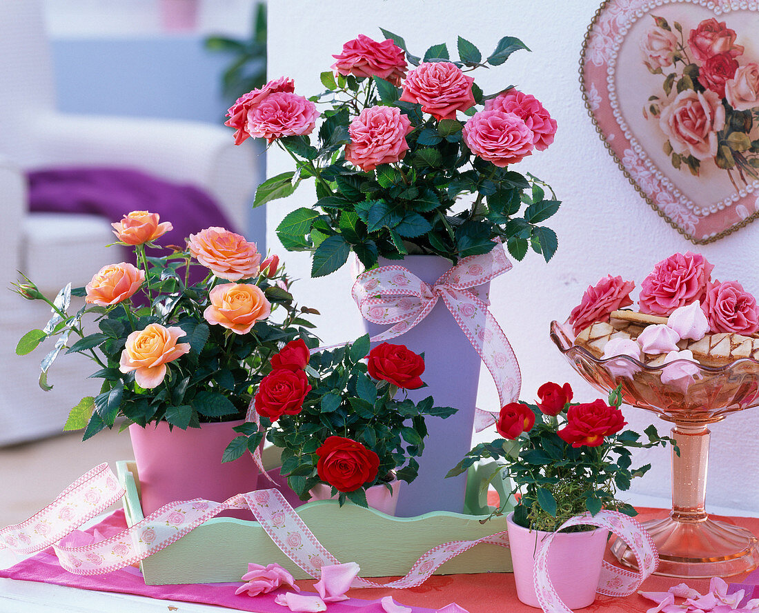 Rose (potted roses), red, salmon and pink in planters