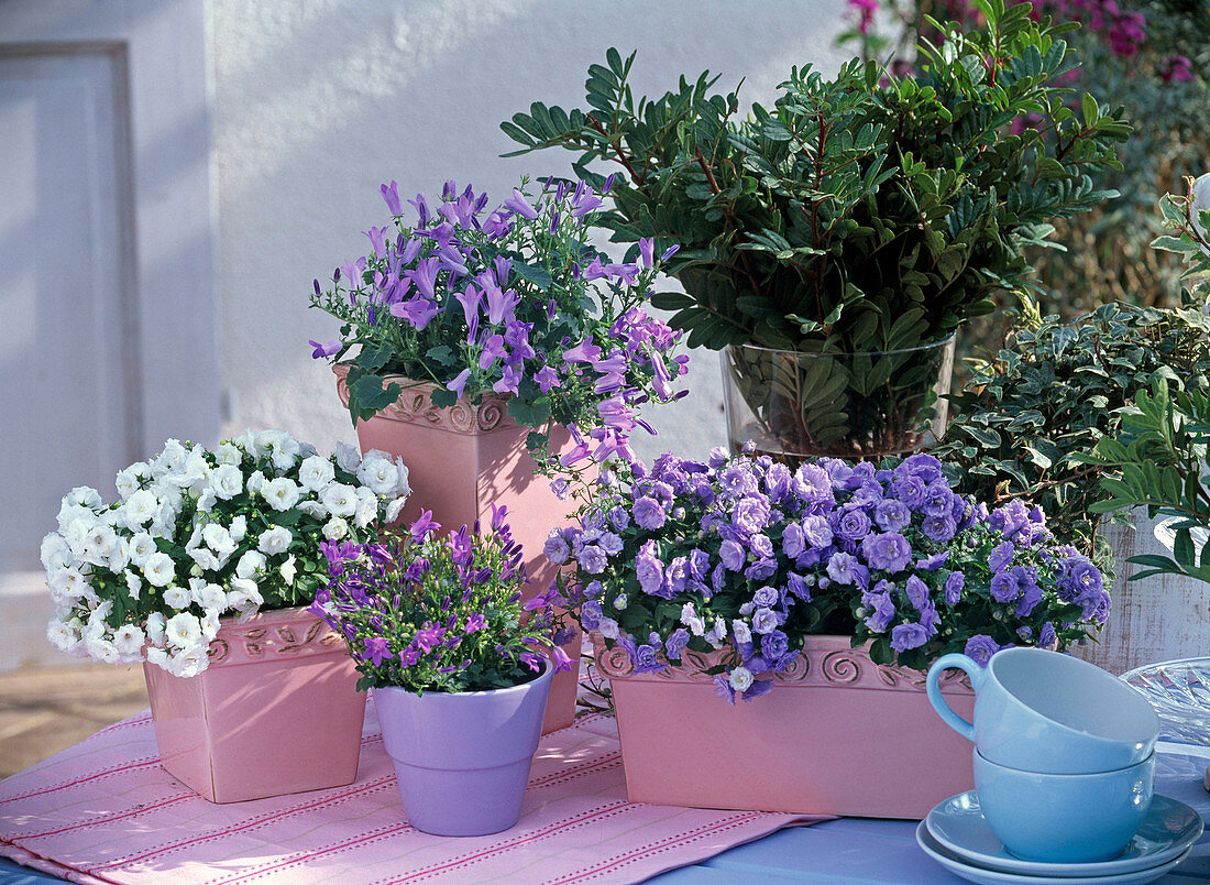 Campanula carpatica 'Blue Ball' (gefüllte Glockenblumen)