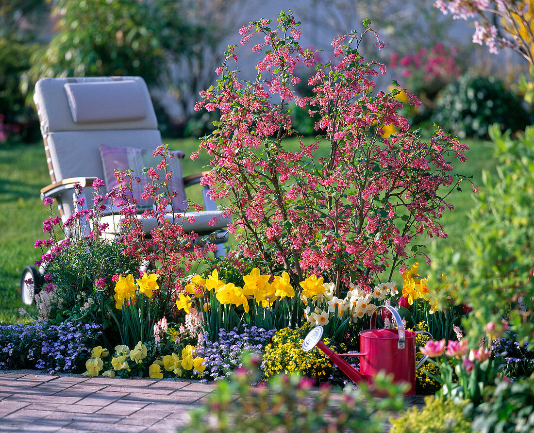 Ribes sanguineum (blood currant), Narcissus (narcissus)