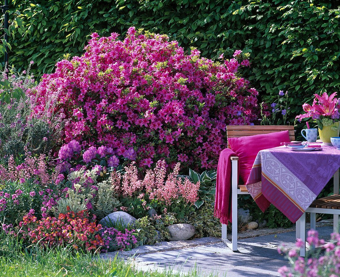 Rhododendron obtusum 'Kermesina' (Japanese Azalea)