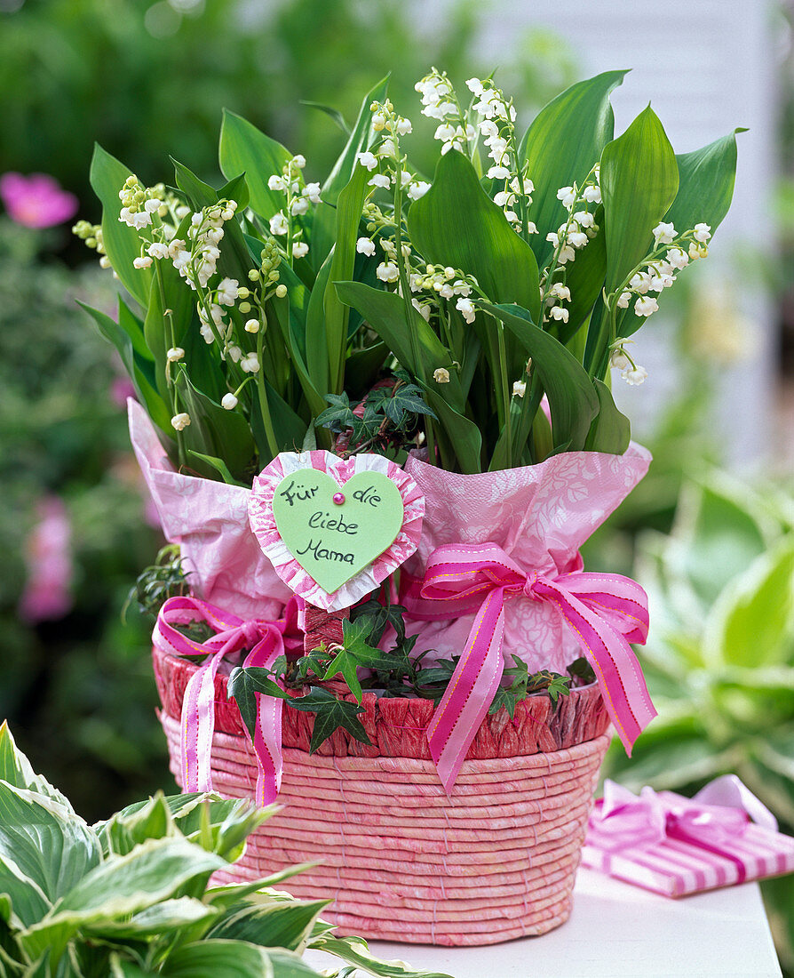 Convallaria majalis (lily of the valley) with pink napkin