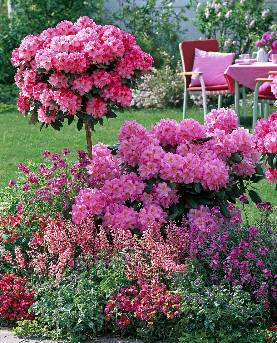 Rhododendron 'Scintillation' and yakushimanum 'Arabella'