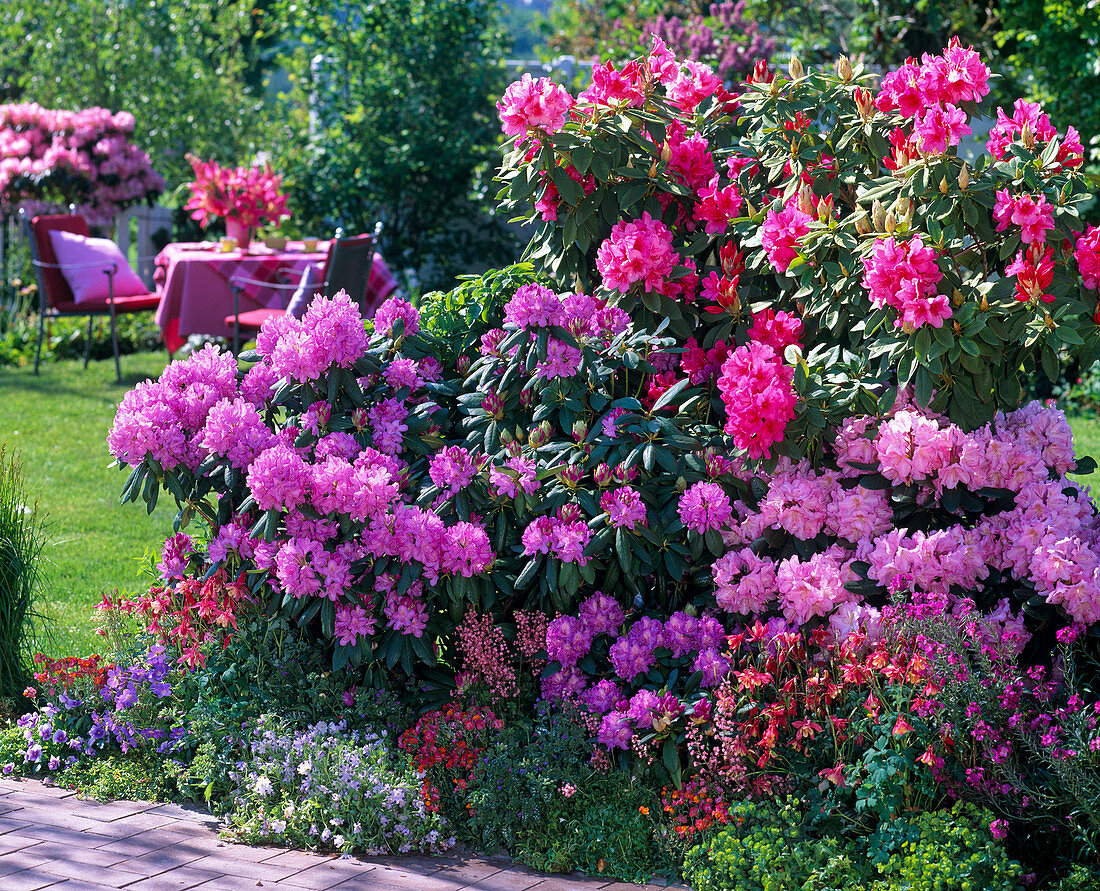 Rhododendron (alpine rose), Aquilegia (columbine), Heuchera