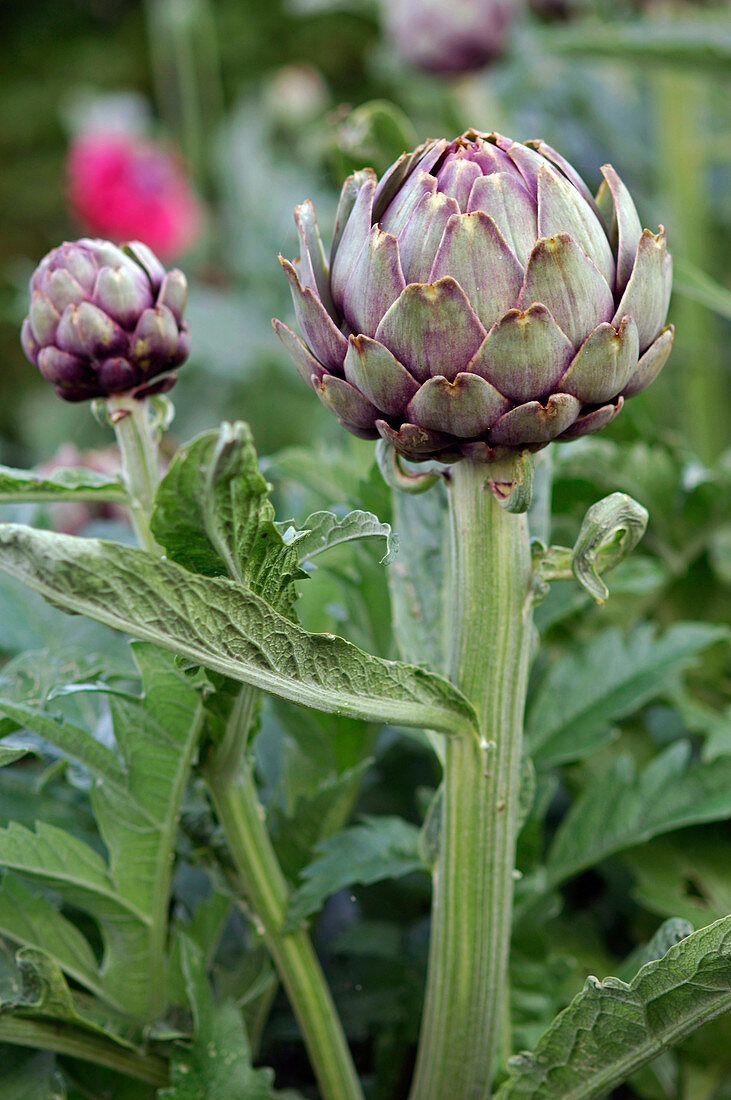 Cynara scolymus (Artischocke)