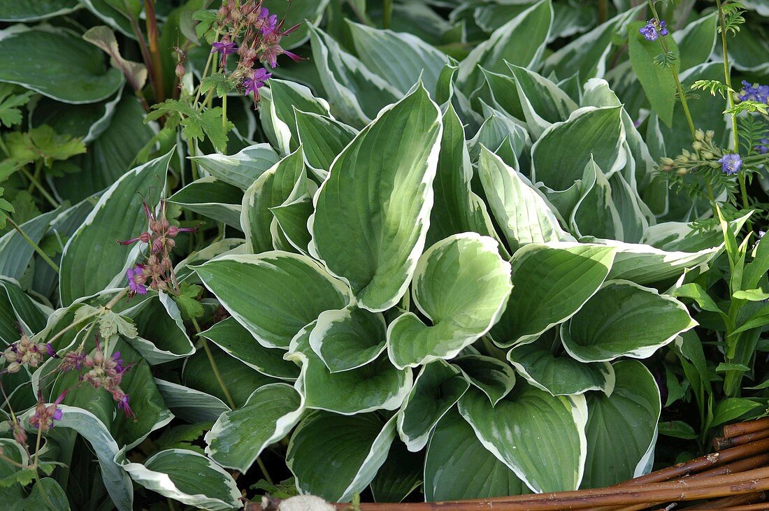 Hosta 'Frosted Jade' (Funkia)