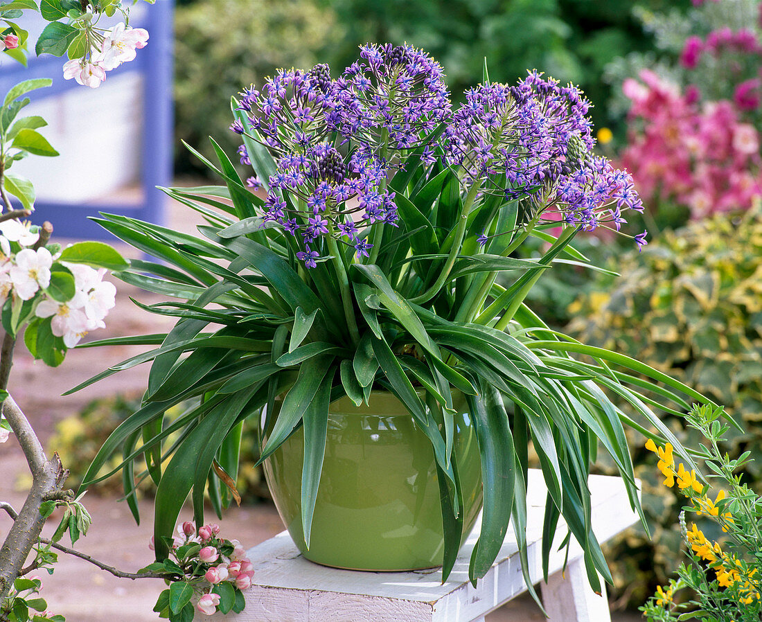 Scilla peruviana (Peruvian blue star)