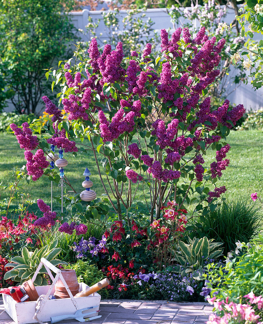 Syringa 'Andenken an Ludwig Späth' (lilac) in border