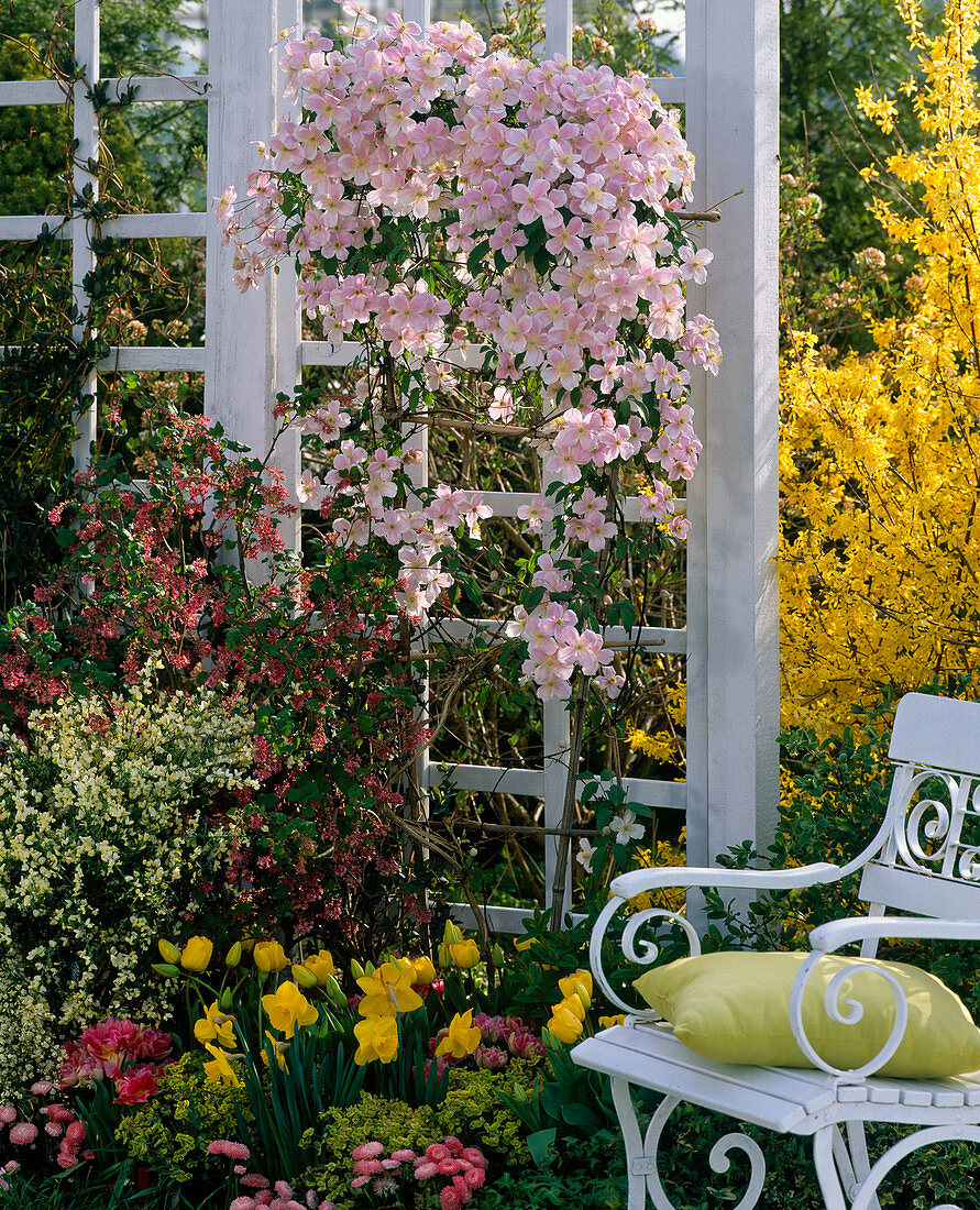 Clematis montana 'Pink Perfection' (mountain forest vine)