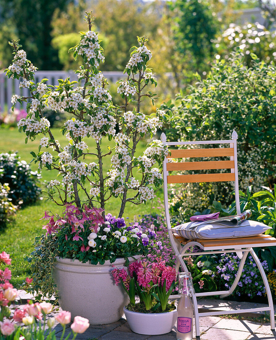 Chair next to flowering Pyrus (pear) underplanted with Aquilegia