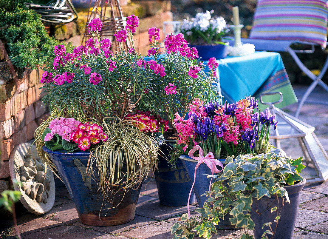 Erysimum 'Bowles Mauve' (Schöterich) unterpflanzt mit Primula acaulis